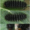 mel ornata larva5 volg1